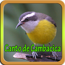 Canto de Cambacica Mp3 APK