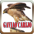 Canto de Gaviao Carijo