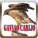 Canto de Gaviao Carijo APK