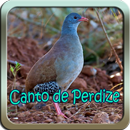 APK Canto de Perdiz Mp3