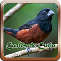 Cantos do Curio mp3