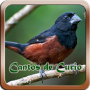 Cantos do Curio mp3 APK