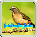 Canto Trinca Ferro Boiadeiro APK