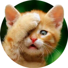 Funny Cat Stickers - WASticker icon