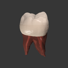 Real Tooth Morphology ไอคอน