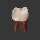 Icona Real Tooth Morphology