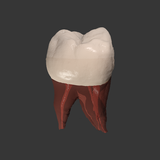 APK Real Tooth Morphology