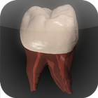 Real Tooth Morphology Free أيقونة