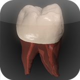 Real Tooth Morphology Free أيقونة