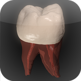 Real Tooth Morphology Free