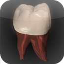 APK Real Tooth Morphology Free
