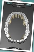 پوستر Real Tooth Morphology Free