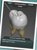 Real Tooth Morphology Free تصوير الشاشة 3
