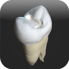 CavSim : Dental Cavity Trial アイコン