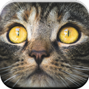 Kitty Katze-Spiele für Kinder kostenlos 🐱 miauen APK