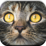 Jeux de chats Kitty pour enfants gratuits 🐱 meow icône