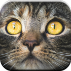 Jeux de chats Kitty pour enfants gratuits 🐱 meow icône