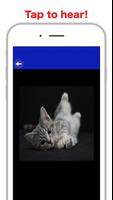 Jeux de chats Kitty pour enfants gratuits 🐱 meow capture d'écran 3
