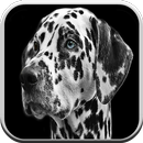 Dog Games For Kids Free 🐶: Puppy Game Boys & Girl APK