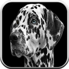 Dog games for kids free 🐶: puppy game boys & girl ícone