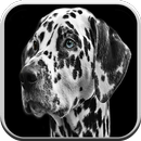 Dog games for kids free 🐶: puppy game boys & girl aplikacja