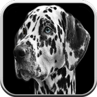 Dog games for kids free 🐶: puppy game boys & girl icône