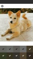 Dog Photo Pixel Coloring capture d'écran 3