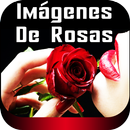 Hermosas  Imágenes De Rosas Naturales Gratis APK