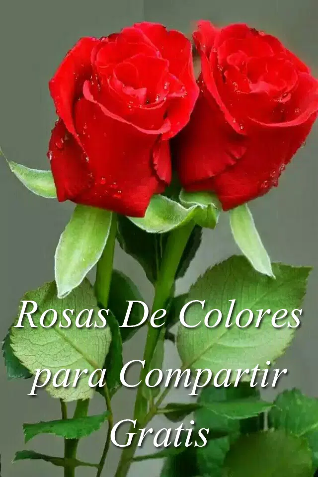 Descarga de APK de Rosas y Flores Hermosas De Colores Para Enamorar para  Android
