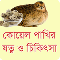 কোয়েল পাখির যত্ন ও চিকিৎসা - ক