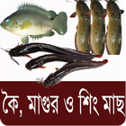 কৈ,শিং, মাগুর মাছ চাষ পদ্ধতি - Bangla Fish Farming ícone