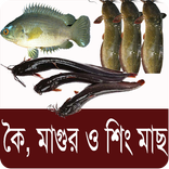 কৈ,শিং, মাগুর মাছ চাষ পদ্ধতি -
