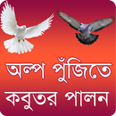 অল্প পুজিতে কবুতর পালন - কবুতর APK