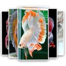 Betta Fish Wallpaper - HD Backgrounds 4K APK