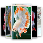 آیکون‌ Betta Fish Wallpaper - HD Backgrounds 4K