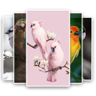 Birds Wallpaper - HD Backgrounds 4K icône