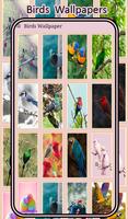 Birds Wallpaper - HD Backgrounds 4K Affiche