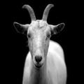 Goat Simulator Angry Goat Game