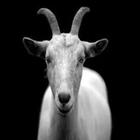 Goat Simulator Angry Goat Game ikona