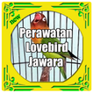 Perawatan Lovebird Lomba