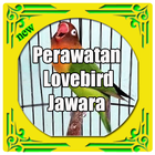 Perawatan Lovebird Lomba иконка