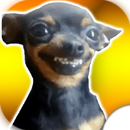 Chihuahuas Stickers Wastickers APK