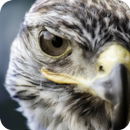 🦅 Falcon Wallpaper 🦅-APK