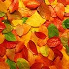 Fall & Halloween Wallpapers HD Free Megapack أيقونة