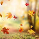 Falling Leaves Live Wallpaper APK