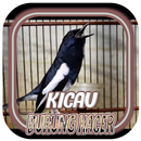 Kicau Burung Kacer Lengkap Remix Full Bass Offline aplikacja