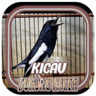 Kicau Burung Kacer Lengkap Remix Full Bass Offline آئیکن