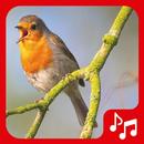 Vogelstimmen. Nette Lieder. APK