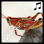 Sonidos de Insectos, zumbidos. icon
