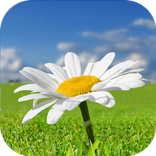 Family Connect Project (FCP)